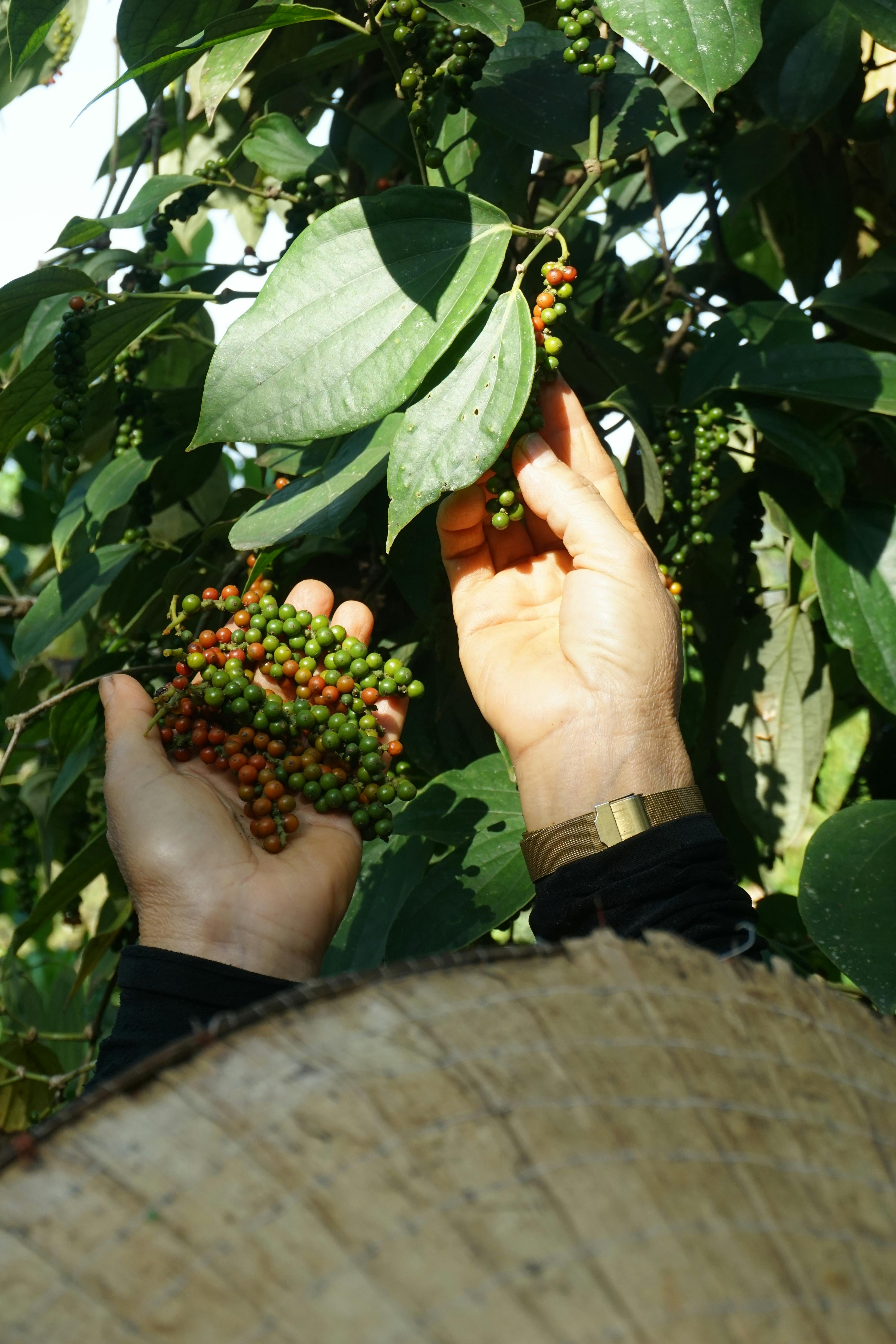 Hands harvesting fresh pepper berries on a Kerala farm